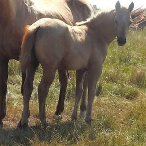 DF LOOKIN LIKE GOLD 2026 AQHA PALOMINO FILLY