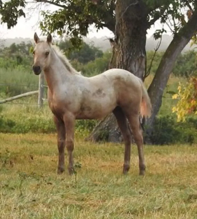 DF RUNNIN FOR GOLD 2026 AQHA PALOMINO COLT