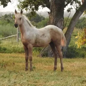 DF RUNNIN FOR GOLD 2026 AQHA PALOMINO COLT
