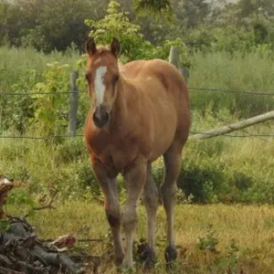 DF KEEP THE WHISKEY 2026 AQHA PALOMINO COLT