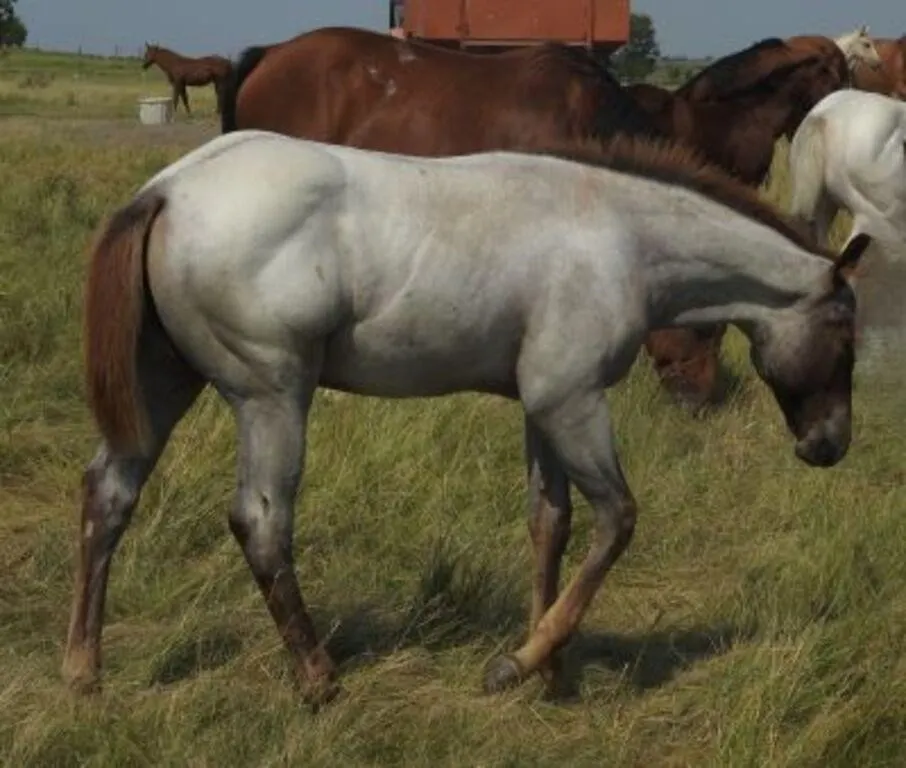DCF FINAL FEATURE 2026 AQHA RED ROAD FILLY
