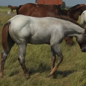 DCF FINAL FEATURE 2026 AQHA RED ROAD FILLY
