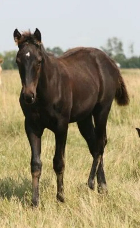 DCF MISS MONA FROST 2026 AQHA BLACK FILLY