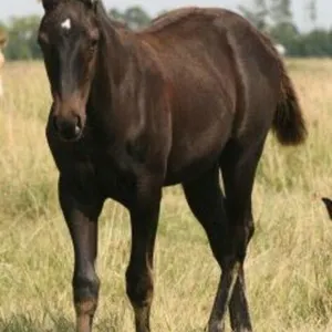DCF MISS MONA FROST 2026 AQHA BLACK FILLY
