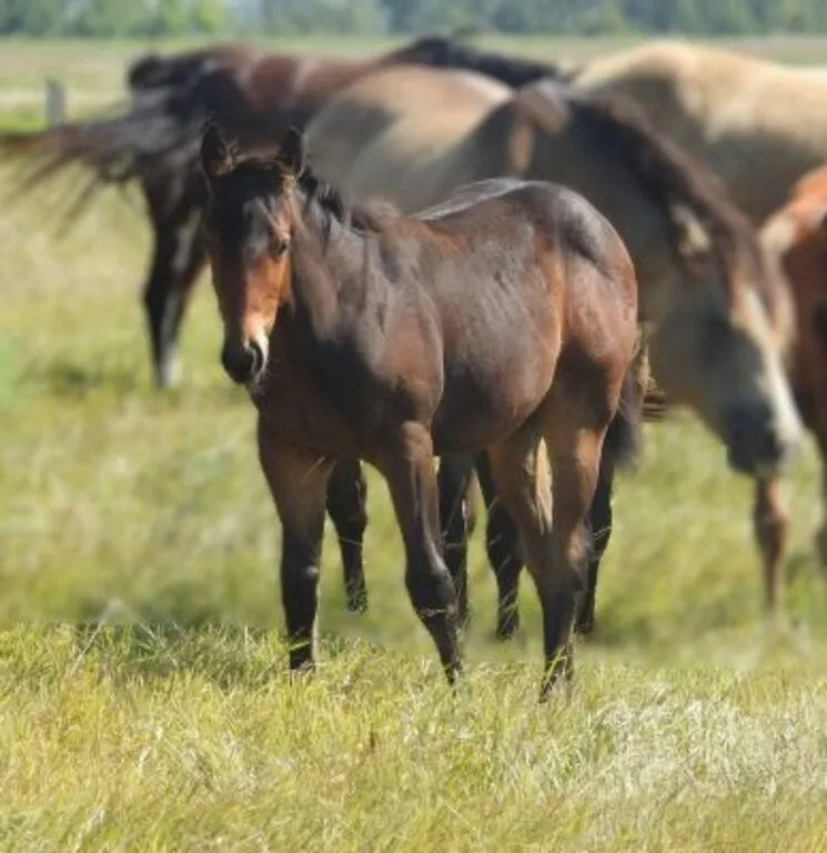 DF SECRET TO FAME 2026 AQHA BAY COLT