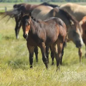 DF SECRET TO FAME 2026 AQHA BAY COLT
