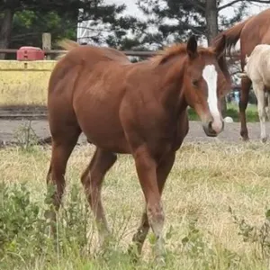 DF PLAYN N SPARKS 2026 AQHA SORREL COLT