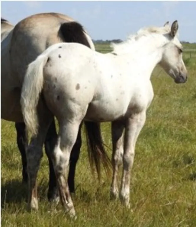 DF LOOKN AT DYNAMITE 2026 AQHA PALOMINO FILLY