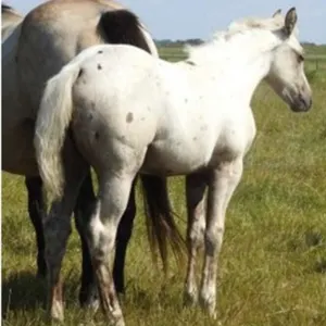 DF LOOKN AT DYNAMITE 2026 AQHA PALOMINO FILLY