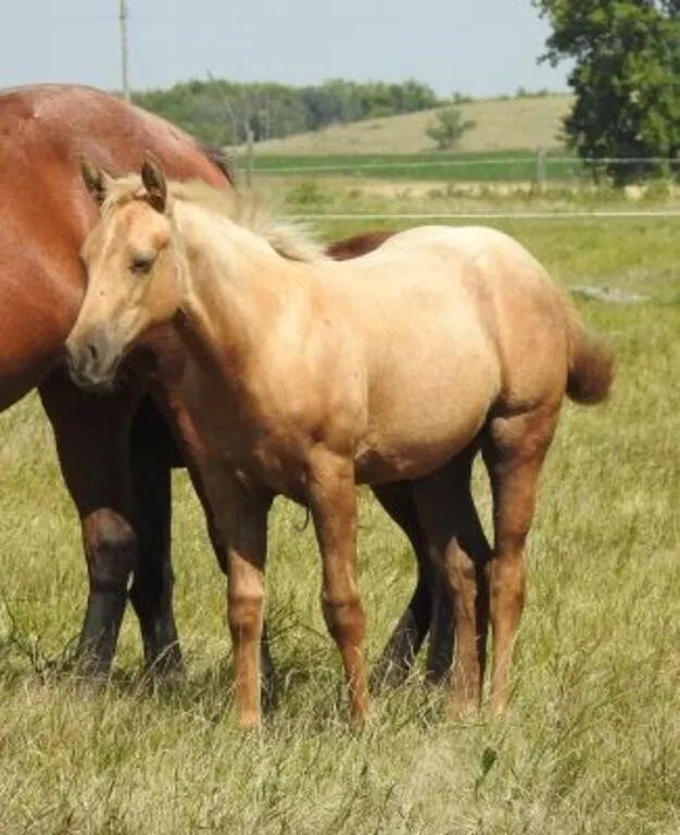 DCF LOOKIN TO PLAY 2026 AQHA PALOMINO FILLY