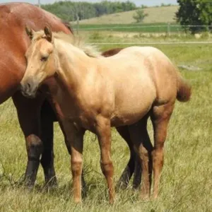 DCF LOOKIN TO PLAY 2026 AQHA PALOMINO FILLY