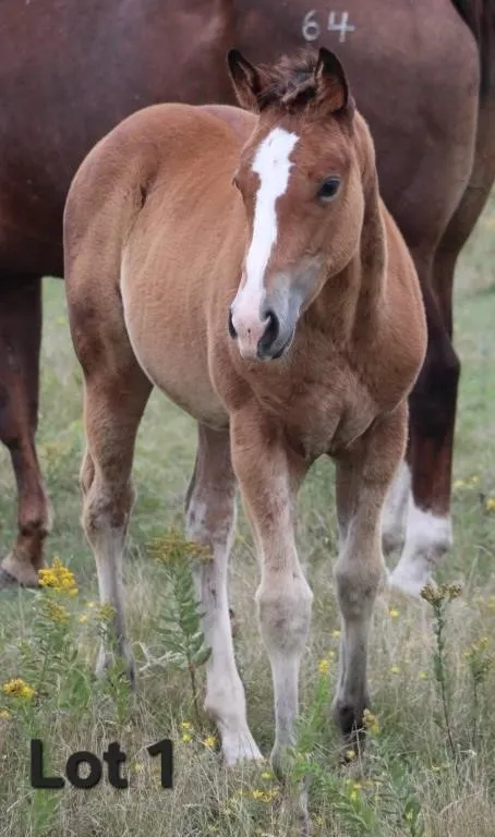 JUDGE KISS 2026 AQHA BAY FILLY