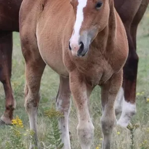 JUDGE KISS 2026 AQHA BAY FILLY