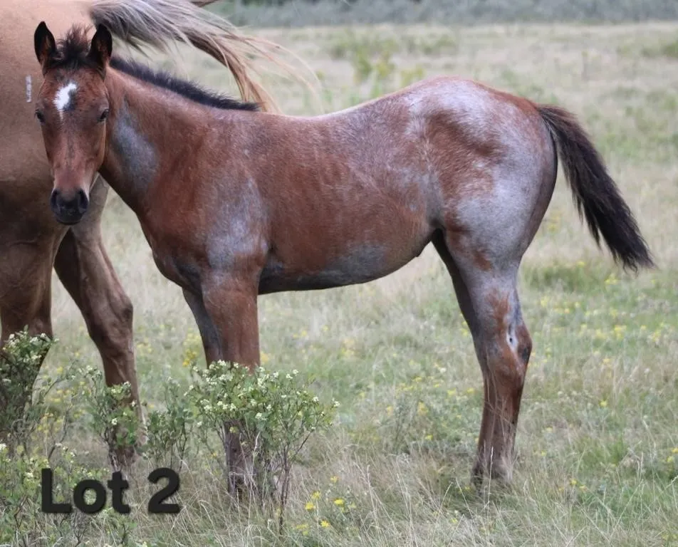 A DELIGHTFUL JUDGE 2026 AQHA BAY FILLY