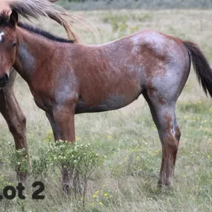 A DELIGHTFUL JUDGE 2026 AQHA BAY FILLY