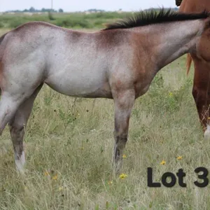 ROANIE B IT 2026 AQHA BAY ROAN FILLY
