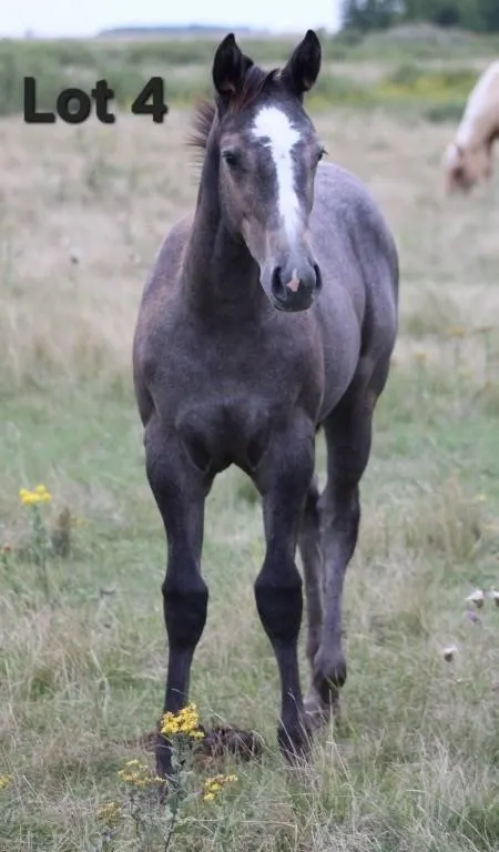 A FILLY AT THE BAR 2026 AQHA GRAY FILLY