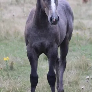 A FILLY AT THE BAR 2026 AQHA GRAY FILLY