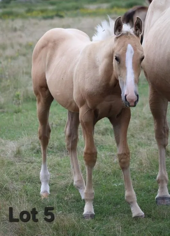 CASHN THE MANS BUCK 2026 AQHA PALOMINO COLT