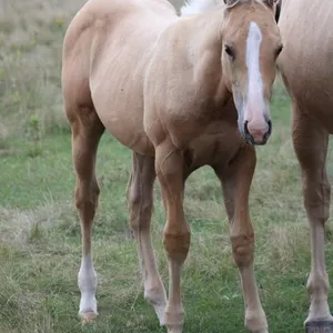 CASHN THE MANS BUCK 2026 AQHA PALOMINO COLT