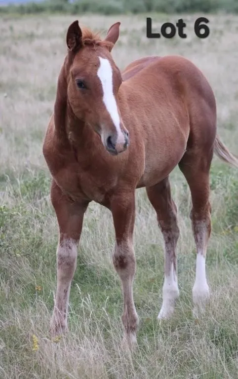 YOU B ROCO 2026 AQHA SORREL COLT