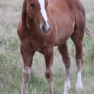 YOU B ROCO 2026 AQHA SORREL COLT