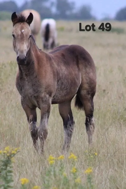 GRADE FILLY - 2026 BUCKSKIN FILLY