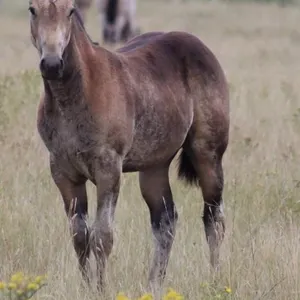 GRADE FILLY - 2026 BUCKSKIN FILLY