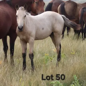 GRADE COLT - 2026 BUCKSKIN COLT