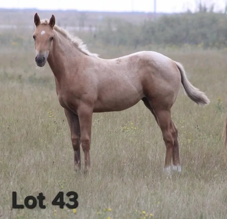 MISS LADY REVENUE 2026 AQHA PALOMINO FILLY