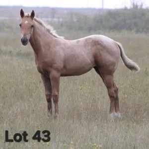 MISS LADY REVENUE 2026 AQHA PALOMINO FILLY