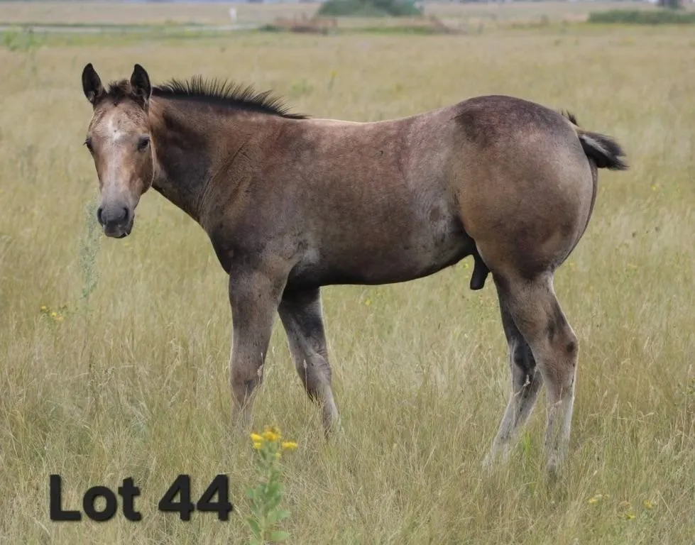 TUF N FRITZY 2026 AQHA DUN COLT
