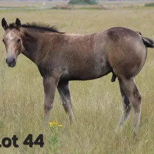 TUF N FRITZY 2026 AQHA DUN COLT