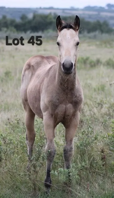 SHABBY MAGIC 2026 AQHA BUCKSKIN FILLY