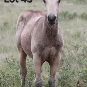 SHABBY MAGIC 2026 AQHA BUCKSKIN FILLY