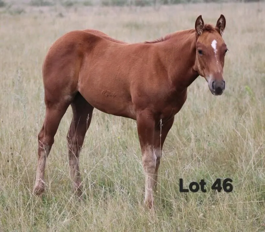 SHESA TEDDY BUG 2026 AQHA SORREL FILLY