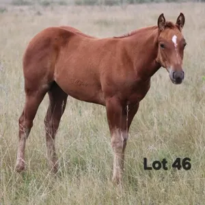 SHESA TEDDY BUG 2026 AQHA SORREL FILLY