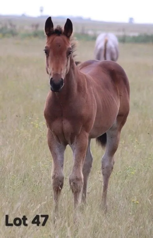KING BUSY 2026 AQHA BAY COLT