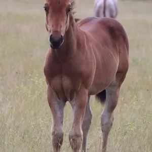 KING BUSY 2026 AQHA BAY COLT