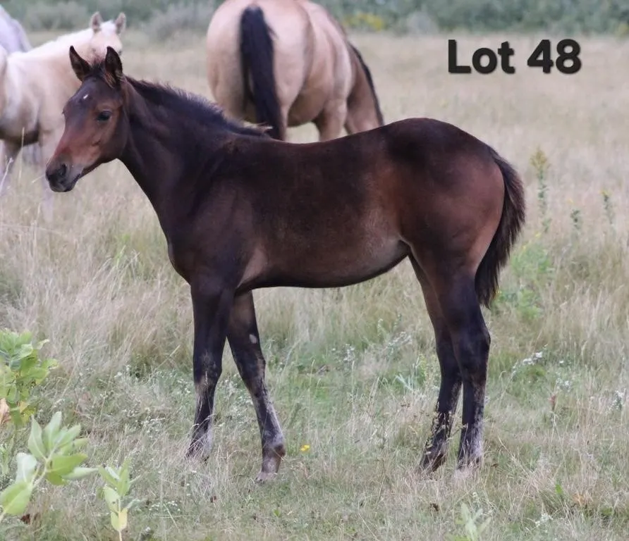 SHABBY LITTLE BUENO 2026 AQHA BAY FILLY