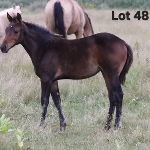 SHABBY LITTLE BUENO 2026 AQHA BAY FILLY