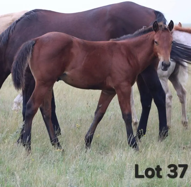 MR TUX DUDE 2026 AQHA BAY COLT