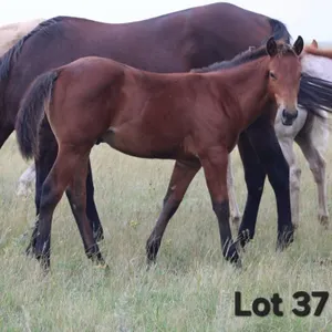 MR TUX DUDE 2026 AQHA BAY COLT