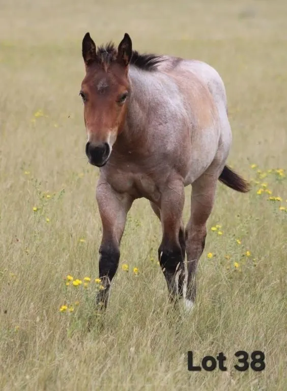 TUX BLUE DELIGHT 2026 AQHA BUCKSKIN FILLY