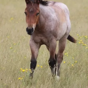 TUX BLUE DELIGHT 2026 AQHA BUCKSKIN FILLY