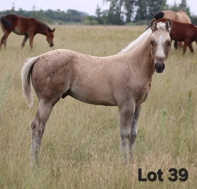SNEAKERS TWO SKIP 2026 AQHA PALOMINO COLT