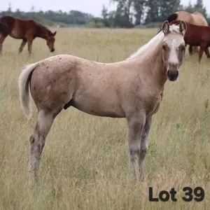 SNEAKERS TWO SKIP 2026 AQHA PALOMINO COLT
