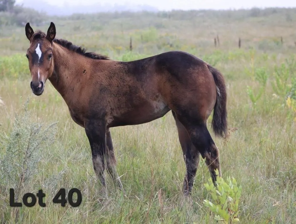 FANCY LITTLE TUX 2026 AQHA BAY FILLY