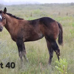 FANCY LITTLE TUX 2026 AQHA BAY FILLY