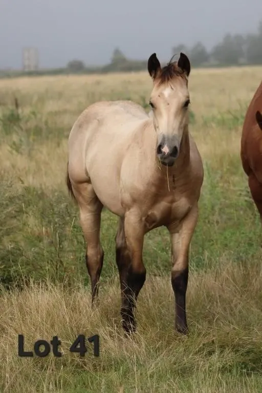 TUX LAST SKIPN 2026 AQHA BUCKSKIN COLT